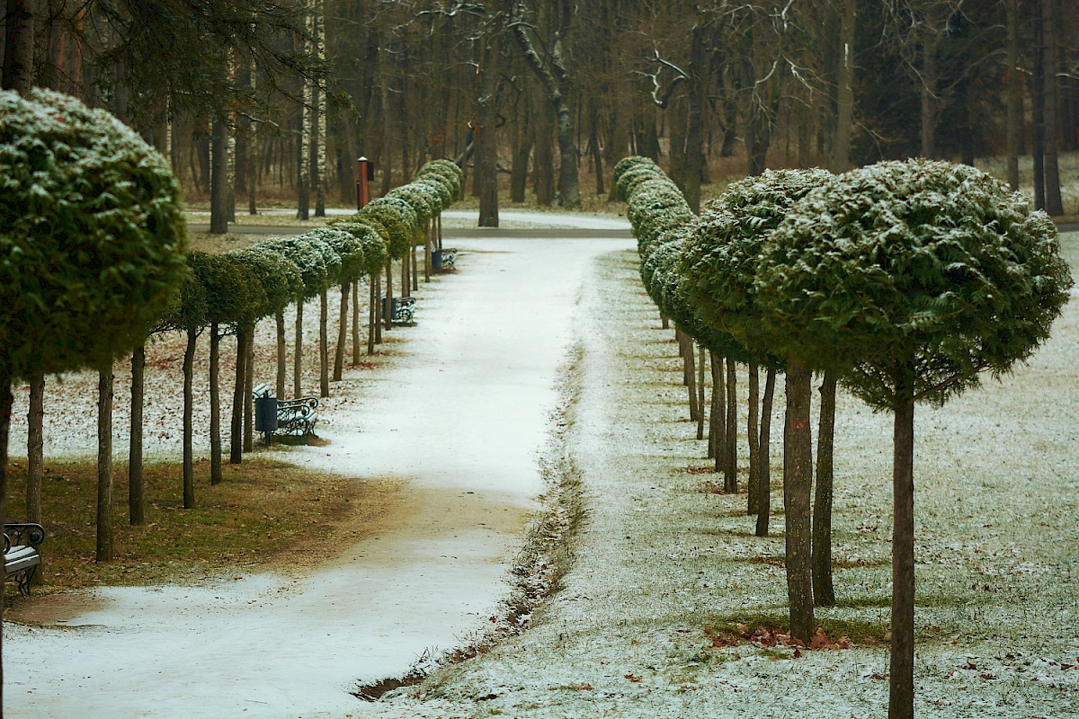 Аллея туи штамбовой в честь 70-летия Победы в ВОВ